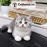  Mèo Anh Lông Ngắn Màu Silver Tabby - ALN04181 