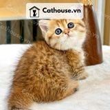  Mèo Anh Lông Ngắn Màu Golden Tabby - ALN14131 