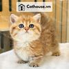  Mèo Anh Lông Ngắn Màu Golden Tabby - ALN14131 