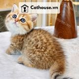  Mèo Anh Lông Ngắn Màu Golden Tabby - ALN14131 