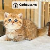  Mèo Anh Lông Ngắn Màu Golden Tabby - ALN14131 