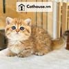  Mèo Anh Lông Ngắn Màu Golden Tabby - ALN14131 