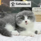  Mèo Anh Lông Ngắn Màu Bicolor Xám Xanh tai cụp - ALN02030 