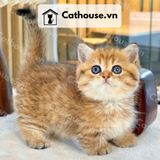  Mèo Anh Lông Ngắn Màu Golden Tabby - ALN14131 