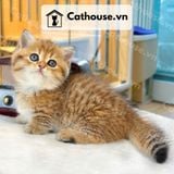  Mèo Anh Lông Ngắn Màu Golden Tabby - ALN14131 