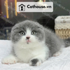  Mèo Anh Lông Ngắn Màu Bicolor Xám Xanh tai cụp - ALN02030 