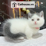  Mèo Munchkin chân ngắn Màu Bicolor / Van - MUN005 