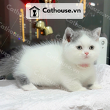  Mèo Munchkin chân ngắn Màu Bicolor / Van - MUN005 