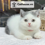  Mèo Munchkin chân ngắn Màu Bicolor / Van - MUN005 