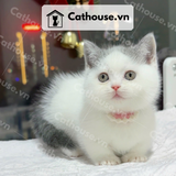  Mèo Munchkin chân ngắn Màu Bicolor / Van - MUN005 