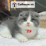  Mèo Munchkin chân ngắn Màu Bicolor Xám Xanh - MUN008 