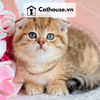  Mèo Anh Lông Ngắn Màu Golden Tabby - ALN14132 