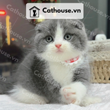  Mèo Munchkin chân ngắn Màu Bicolor Xám Xanh - MUN008 