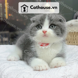  Mèo Munchkin chân ngắn Màu Bicolor Xám Xanh - MUN008 