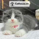 Mèo Munchkin chân ngắn Màu Bicolor Xám Xanh - MUN008 