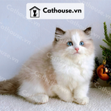  Mèo Ragdoll - MRD01198 