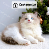  Mèo Ragdoll - MRD01198 