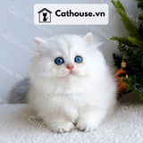  Mèo Anh lông dài chân ngắn Màu Silver Point - ALD05001 