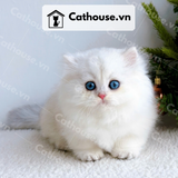  Mèo Anh lông dài chân ngắn Màu Silver Point - ALD05001 