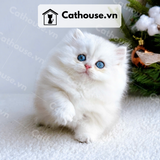  Mèo Anh lông dài chân ngắn Màu Silver Point - ALD05001 
