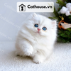  Mèo Anh lông dài chân ngắn Màu Silver Point - ALD05001 