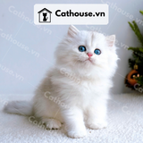  Mèo Anh lông dài chân ngắn Màu Silver Point - ALD05001 
