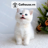  Mèo Anh lông ngắn Màu Golden Point - ALN07001 