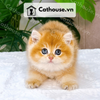 Mèo Anh lông ngắn Màu Golden - ALN07002 