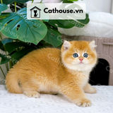  Mèo Anh lông ngắn Màu Golden - ALN07002 
