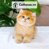  Mèo Anh lông ngắn Màu Golden - ALN07002 