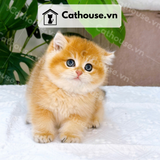  Mèo Anh lông ngắn Màu Golden - ALN07002 