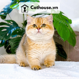  Mèo Munchkin chân ngắn Màu Golden - MUN007 