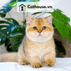  Mèo Munchkin chân ngắn Màu Golden - MUN007 