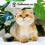 Mèo Munchkin chân ngắn Màu Golden - MUN007 