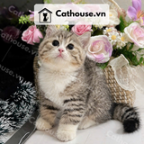  Mèo Anh Lông Ngắn Golden Bicolor Tabby 