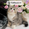  Mèo Anh Lông Ngắn Golden Bicolor Tabby 