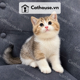  Mèo Anh Lông Ngắn Golden Bicolor Tabby 