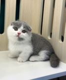  Mèo Anh Lông Ngắn Màu Bicolor - ALN02190 