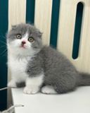  Mèo Anh Lông Ngắn Màu Bicolor - ALN02189 