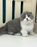  Mèo Anh Lông Ngắn Màu Bicolor - ALN02189 