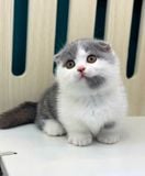  Mèo Anh Lông Ngắn Màu Bicolor - ALN02190 