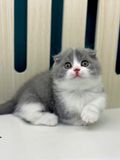  Mèo Anh Lông Ngắn Màu Bicolor - ALN02189 