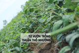 Trà Đậu Đen Xanh Lòng Hạt Nhỏ Rang Mộc Hạ Thổ 500gr - Mộc Thanh Trà