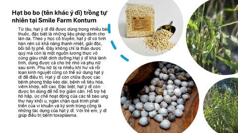 Smile Farm KonTum - Hạt Bo Bo (tên khác Hạt Ý Dĩ) 500gr, Trồng Tự Nhiên