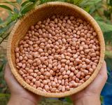 Smile Farm KonTum - Đậu Phộng Khô Nguyên Hạt 500gr, Canh Tác Thuần Tự Nhiên