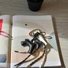  KEYCHAIN HORSE 