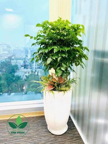 CÂY HẠNH PHÚC TRỒNG SẴN TRONG CHẬU – MÓN QUÀ XANH MANG MAY MẮN, TÀI LỘC VÀ BÌNH AN