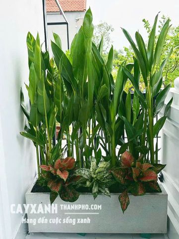 Cây Chuối cảnh trồng sẵn trong chậu