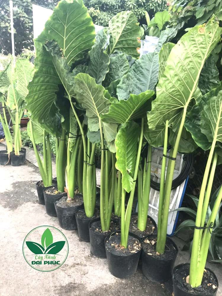 CÂY RÁY VOI – LOẠI CÂY CẢNH ƯA BÓNG RÂM ĐƯỢC NHIỀU NGƯỜI YÊU THÍCH ...