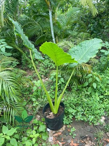 CÂY RÁY VOI – LOẠI CÂY CẢNH ƯA BÓNG RÂM ĐƯỢC NHIỀU NGƯỜI YÊU THÍCH